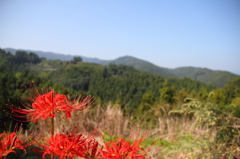 彼岸花
