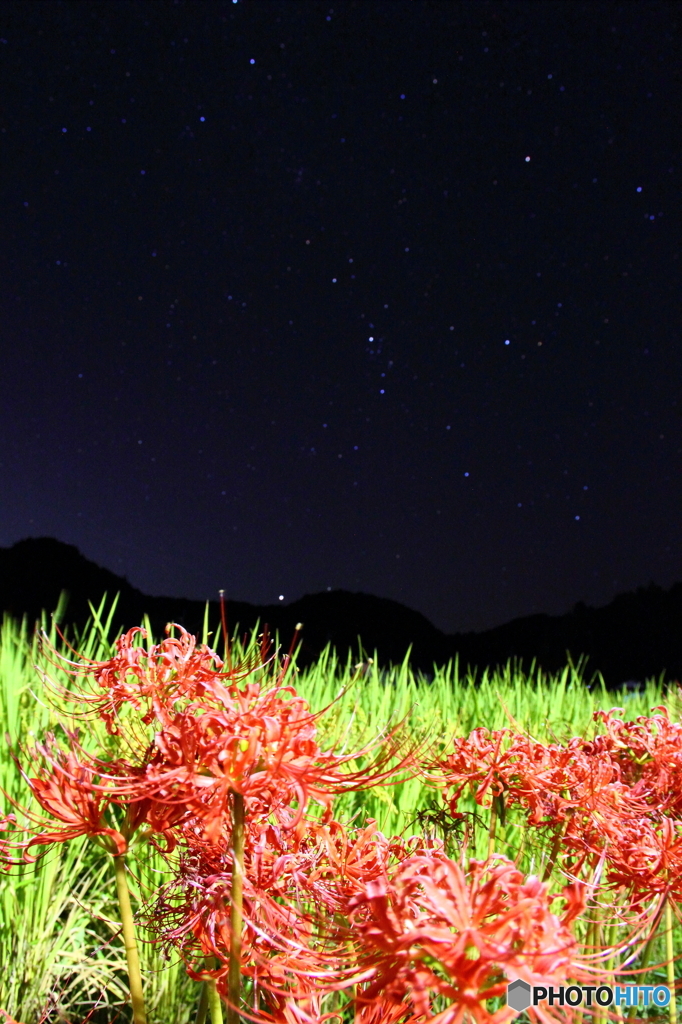 彼岸花と星空