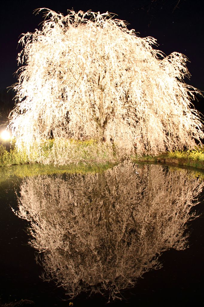 夜桜