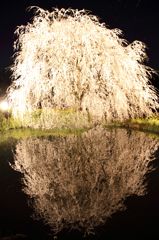 夜桜