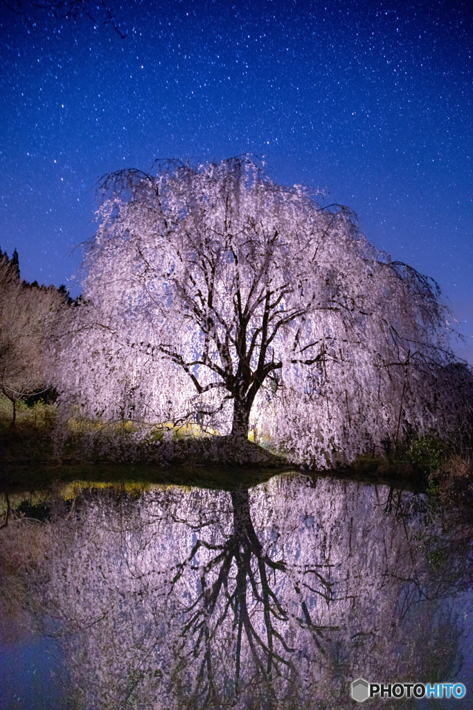 桜、星夜に輝く