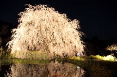 夜桜