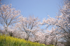 春