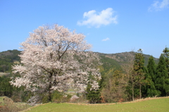 桜