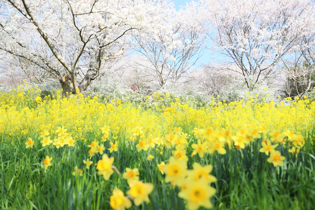四季の詩公園の春