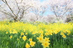 四季の詩公園の春