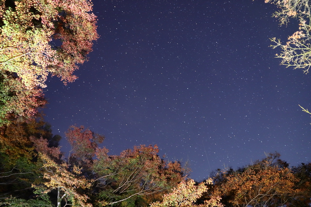 紅葉と流れ星