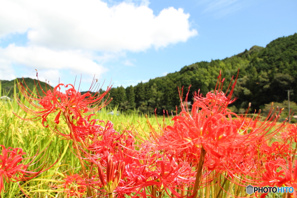 彼岸花