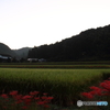 朝の里山