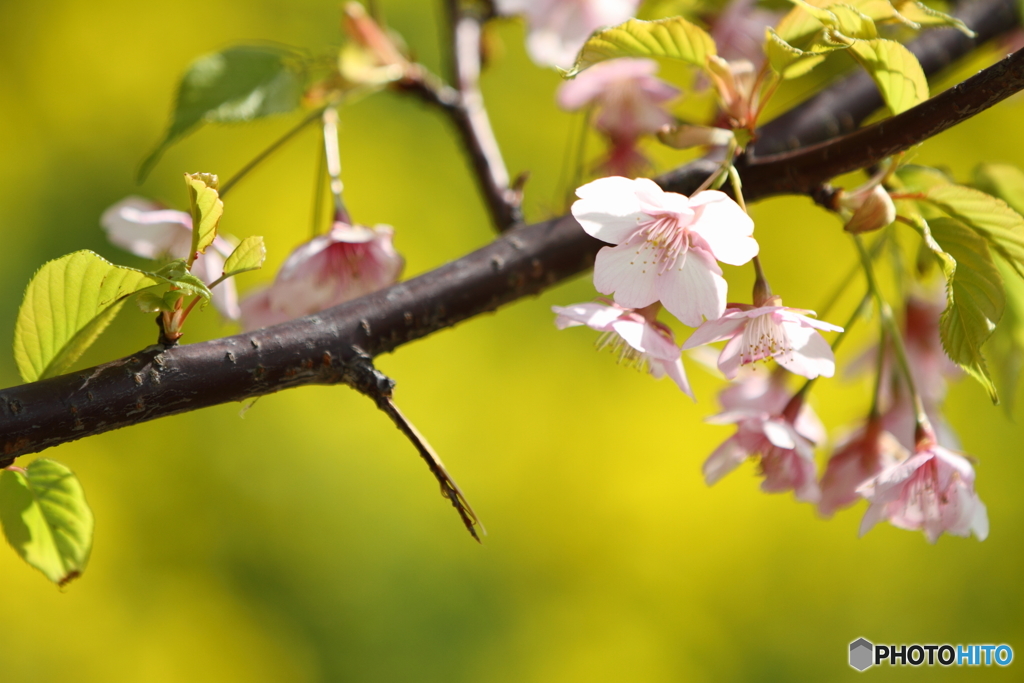 桜