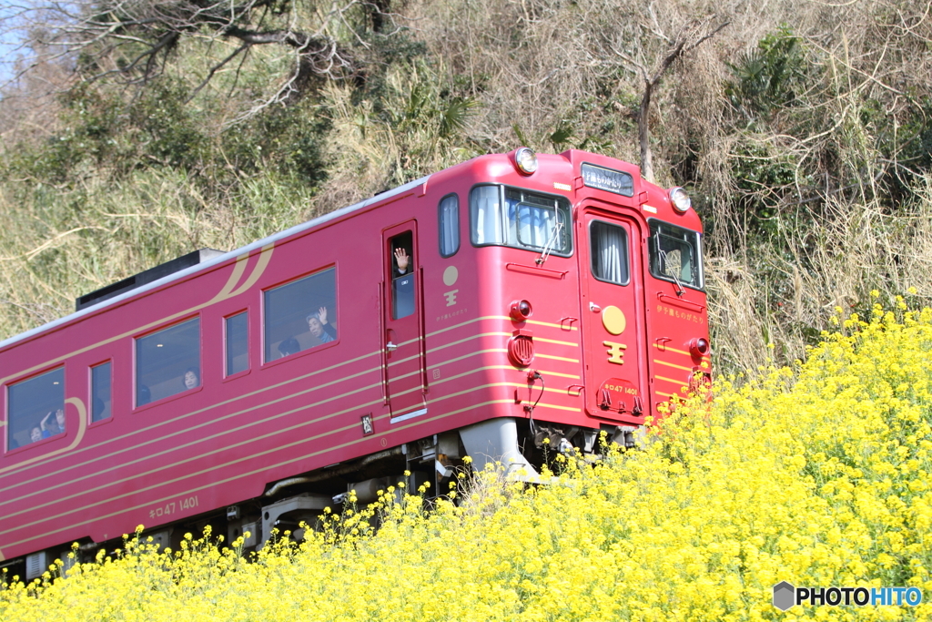 菜の花と伊予灘物語