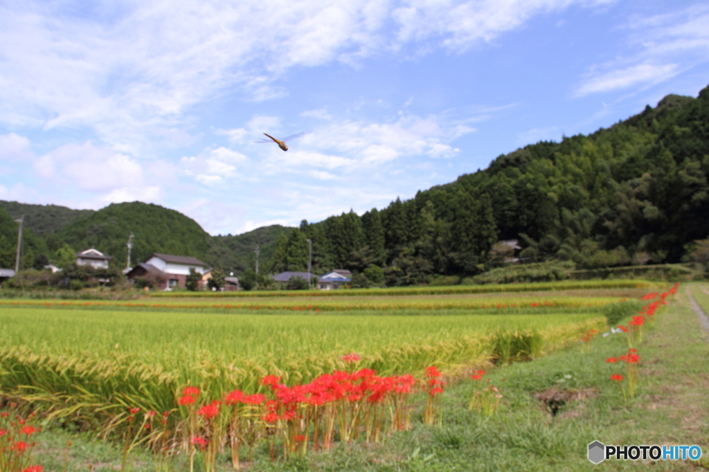 秋の風景