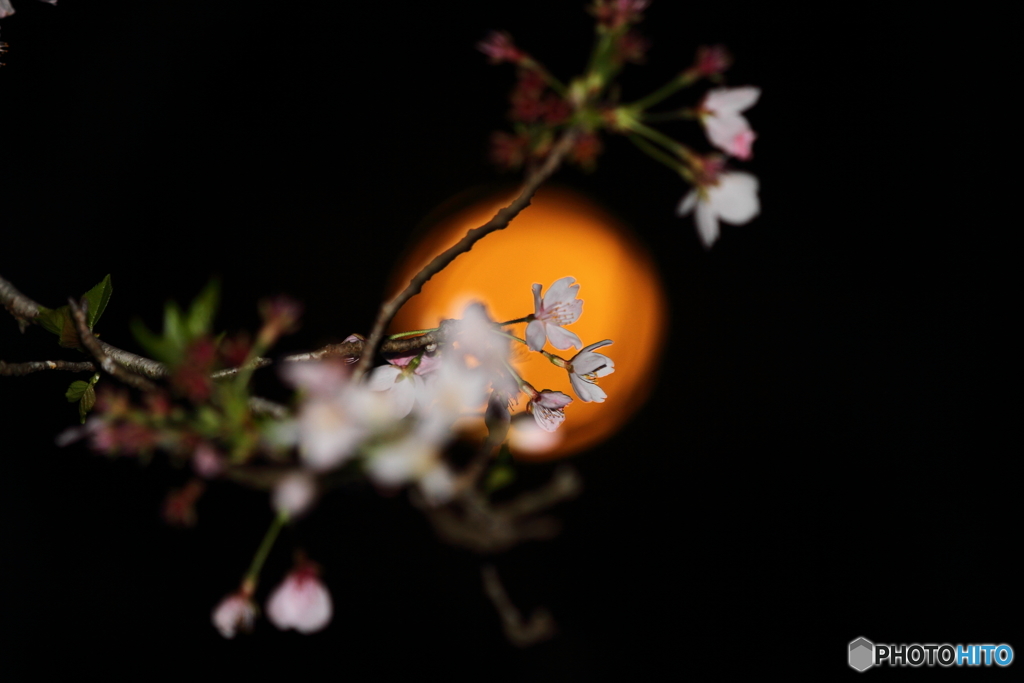 月と桜