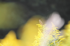 秋風に揺られて