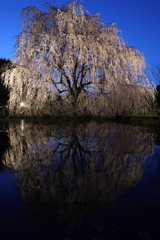 相野の夜桜