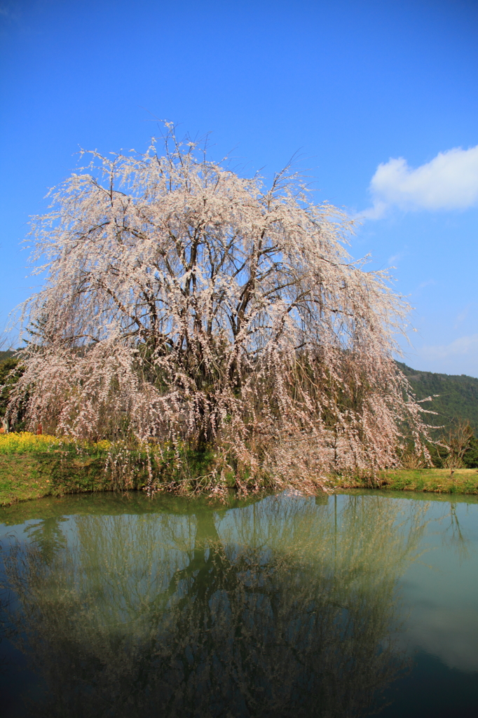 しだれ桜