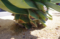 なんかでっかい植物の下のほう