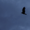 Walk into sky