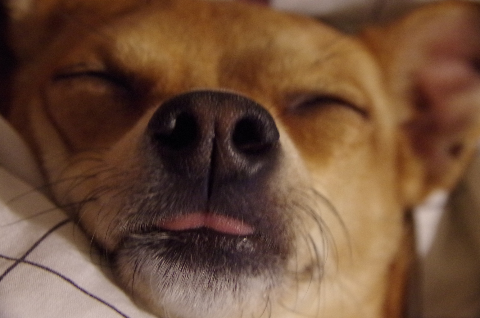 犬