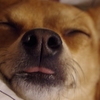 犬