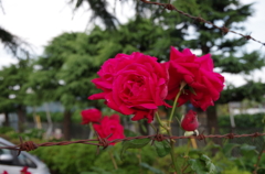 美しい薔薇には棘が似合う