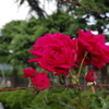 美しい薔薇には棘が似合う