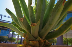 でっかい植物の全体像