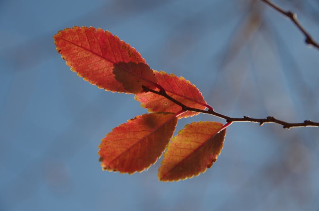 紅葉