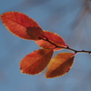 紅葉