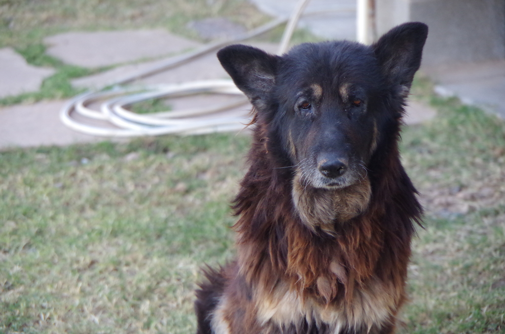 老犬