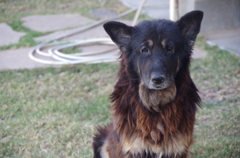 老犬