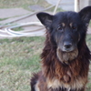 老犬