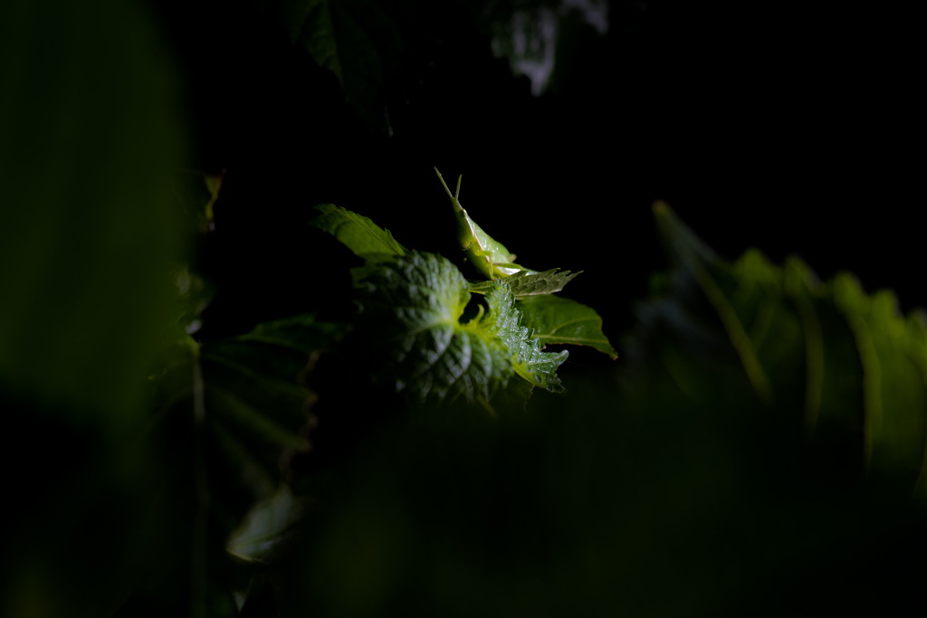 ライティング　バッタ