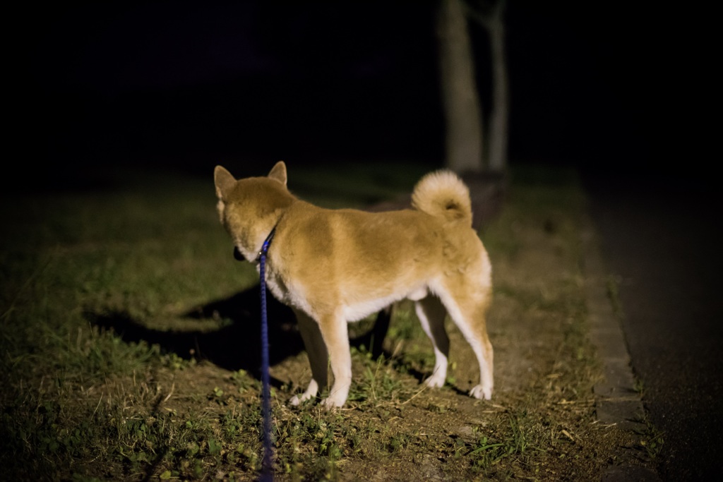 愛犬とお写んぽ