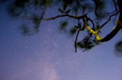 木の下から夏の星空