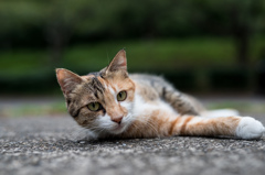 綺麗に撮ってくれニャ～