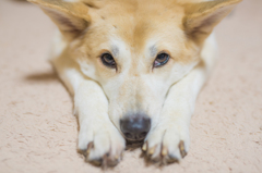 おねだり愛犬