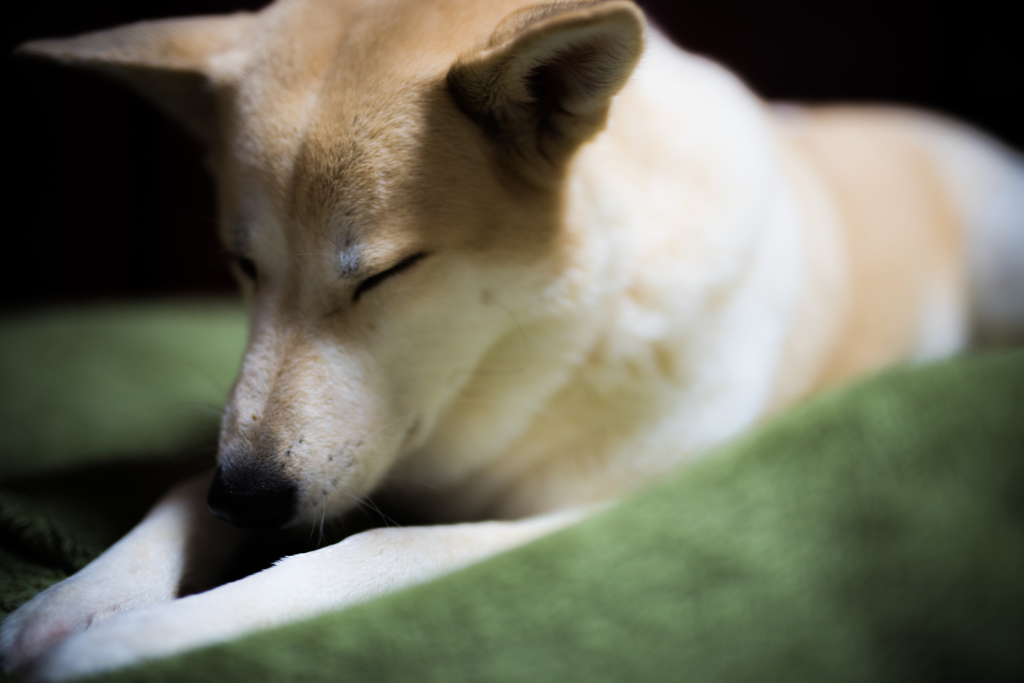 ウトウトな愛犬