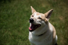 愛犬です。