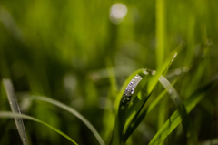 雨上がり