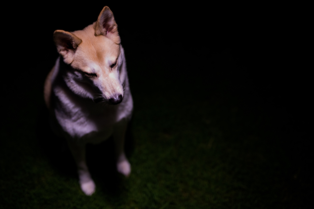 ライティング　愛犬