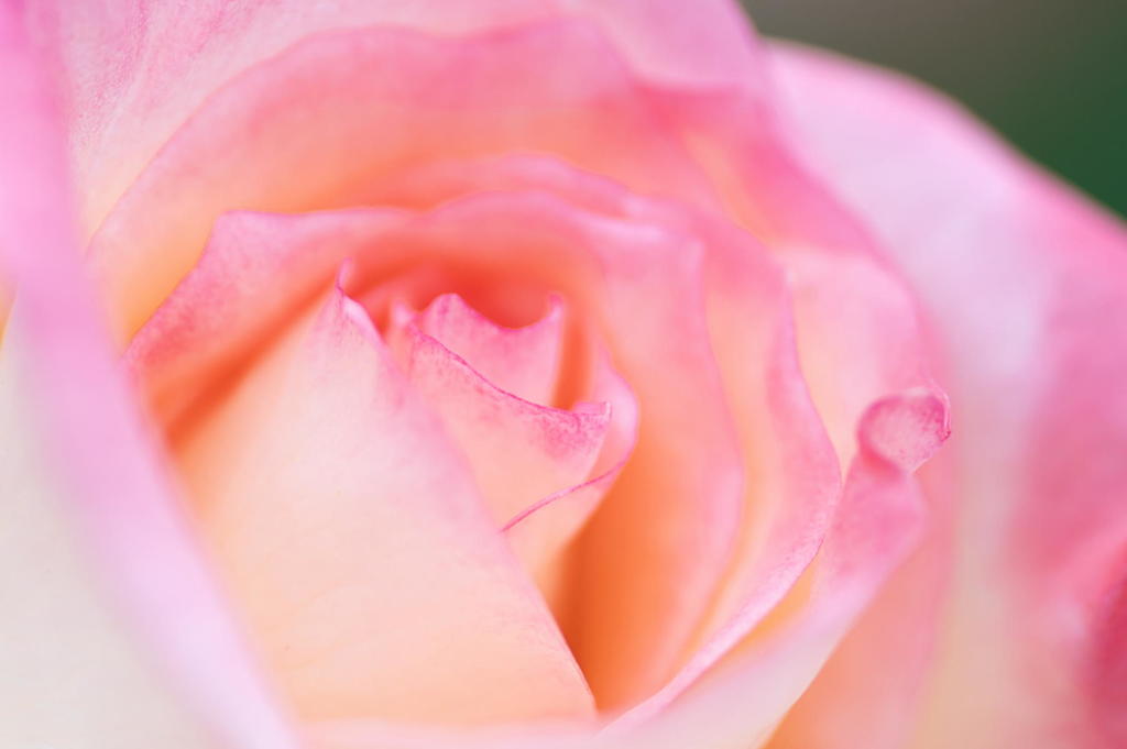 薔薇　ピンクの縁取り