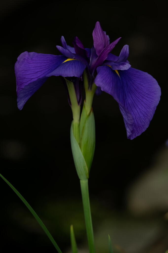 須磨離宮公園　花菖蒲　その２