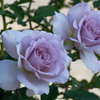 １ヶ月版　９月　薄紫の秋薔薇