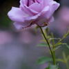 須磨離宮公園　バイオレットの薔薇