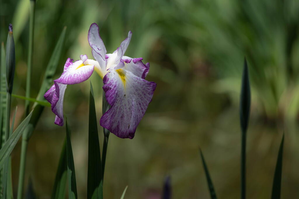 須磨離宮公園　菖蒲　咲き始め　その２