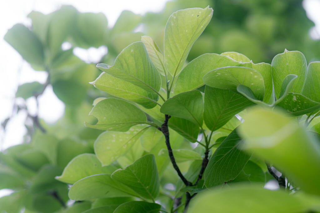 神戸市立森林植物園　新緑三態　その３