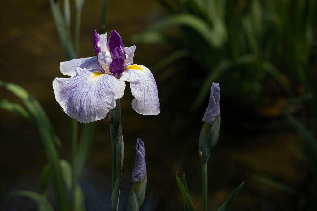 須磨離宮公園　菖蒲の顔(かんばせ)　その７