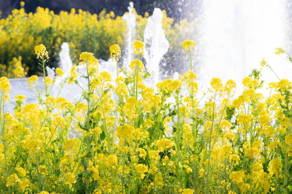 兵庫県立フラワーセンター　菜の花と噴水