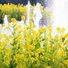 兵庫県立フラワーセンター　菜の花と噴水